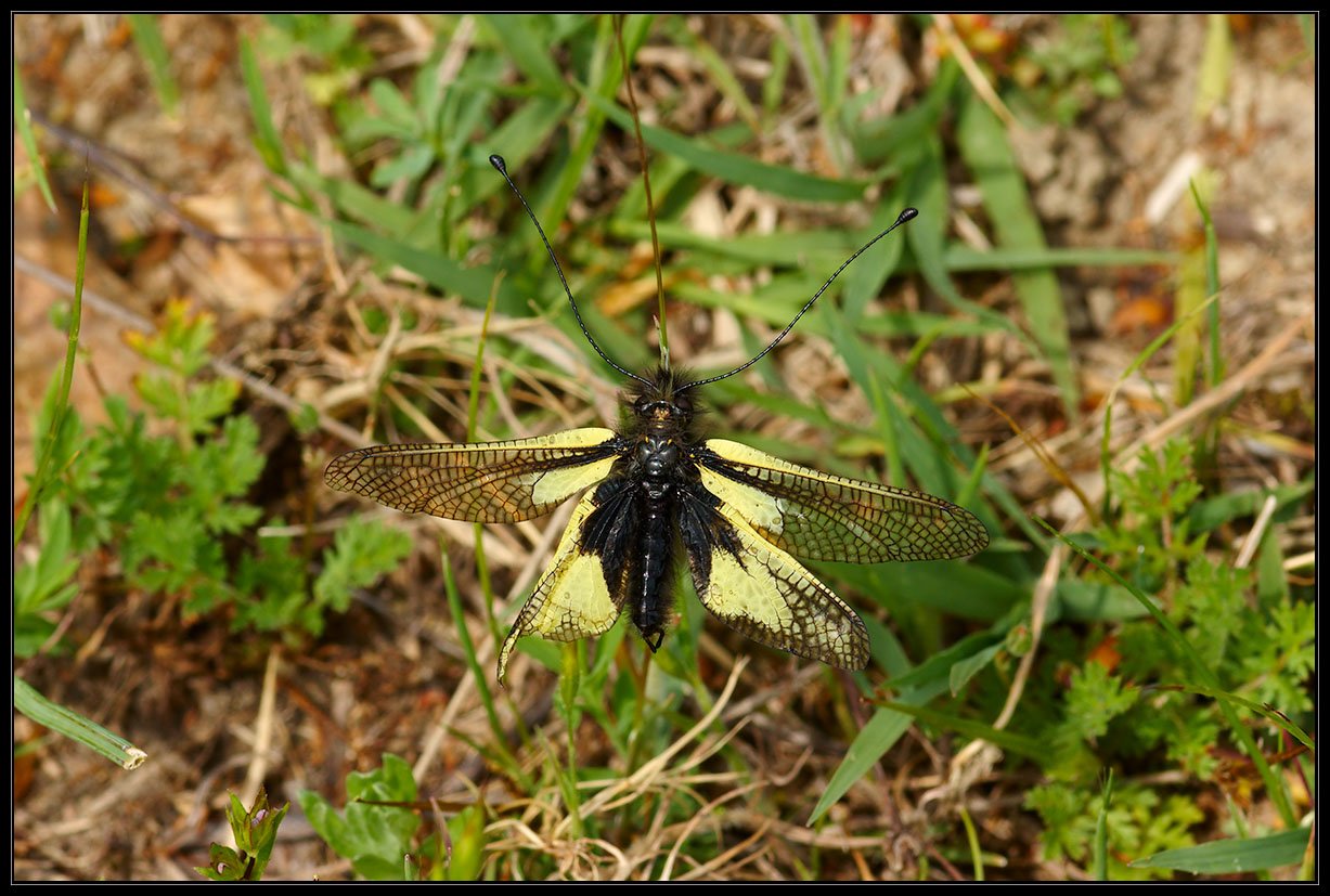 Libelloides coccajus