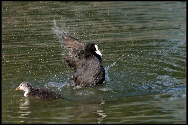 Folaga (Fulica atra)