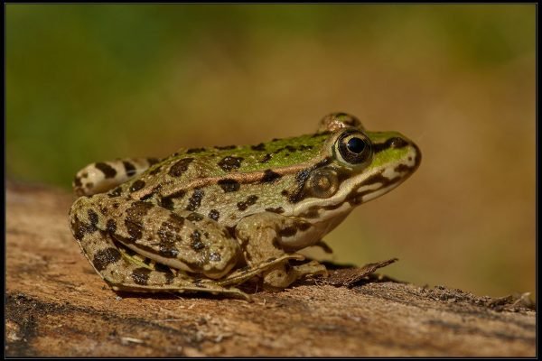 Rana verde – Pelophylax esculentus