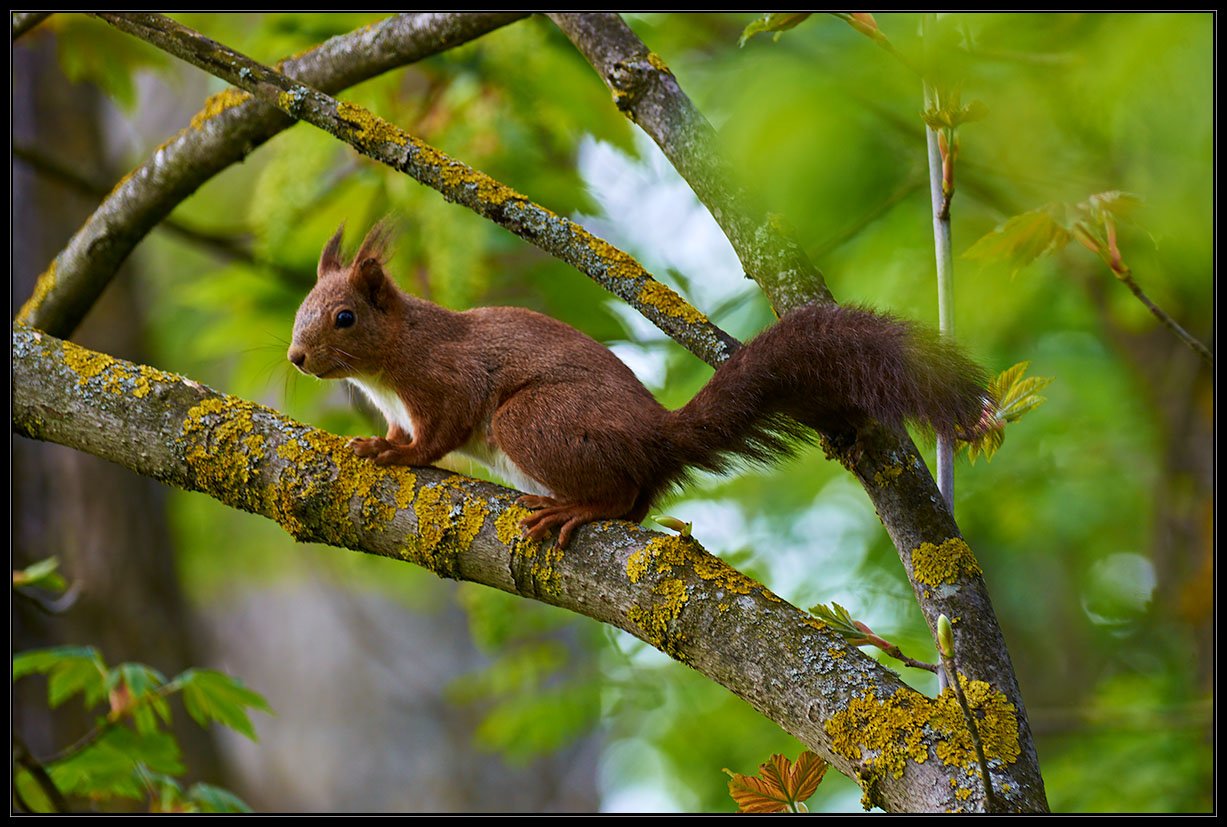 Scoiattolo rosso (Sciurus vulgaris)