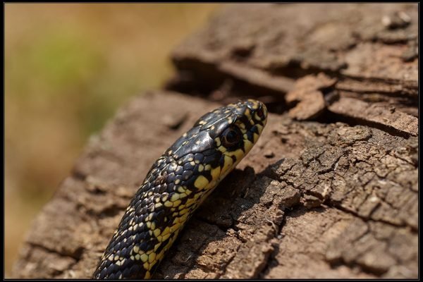 Biacco (Hierophis viridiflavus)