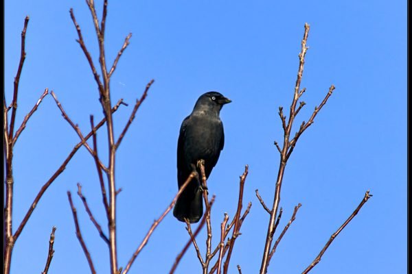 Taccola eurasiatica (Coloeus monedula)