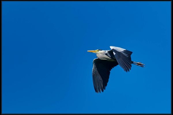 Airone Cenerino (Ardea cinerea)