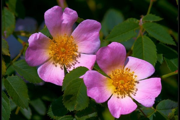 Rosa canina