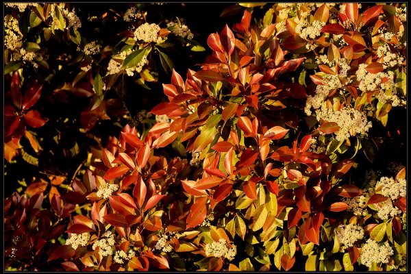 Photinia rossa