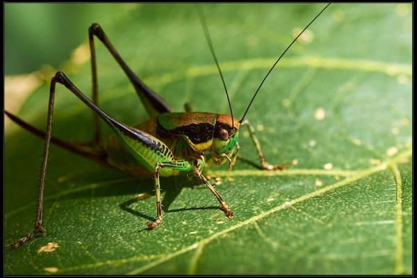 Eupholidoptera chabrieri bimucronata