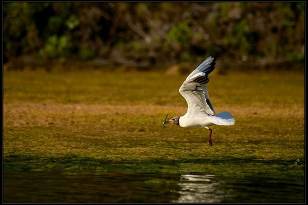 Pesca di fiume