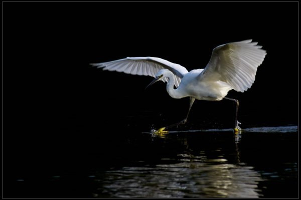 Egretta garzetta