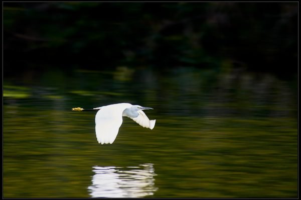 Garzetta (Egretta garzetta)