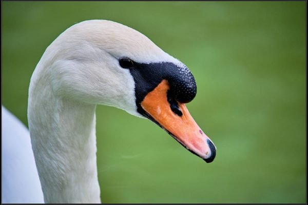 Cigno reale – cygnus olor