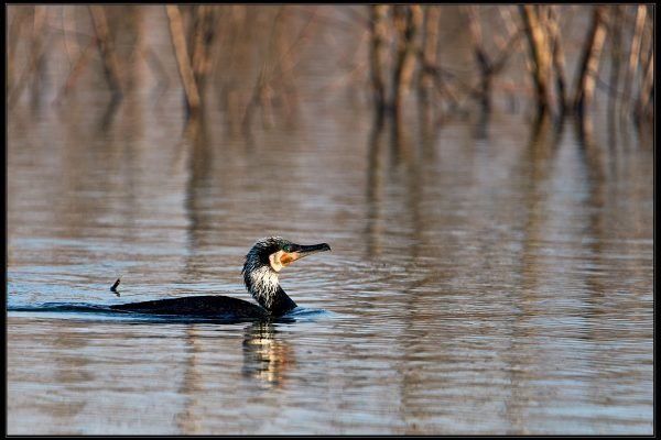 Cormorano (Phalacrocorax carbo)