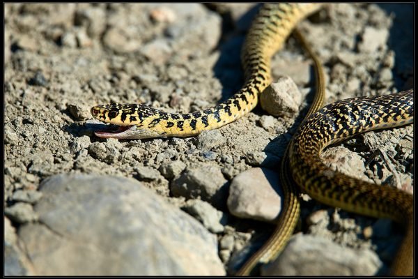 L’inutile strage dei serpenti