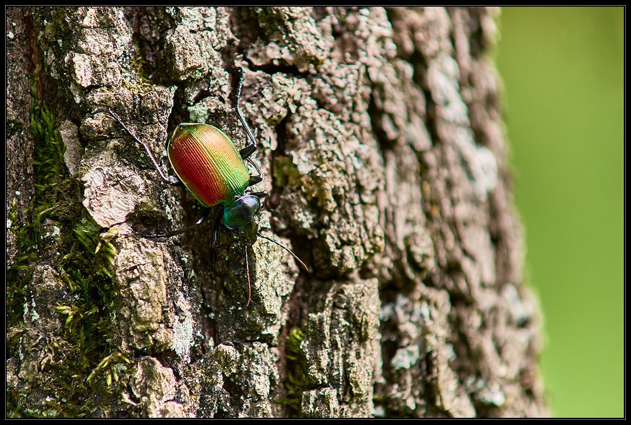 Calosoma sychophanta