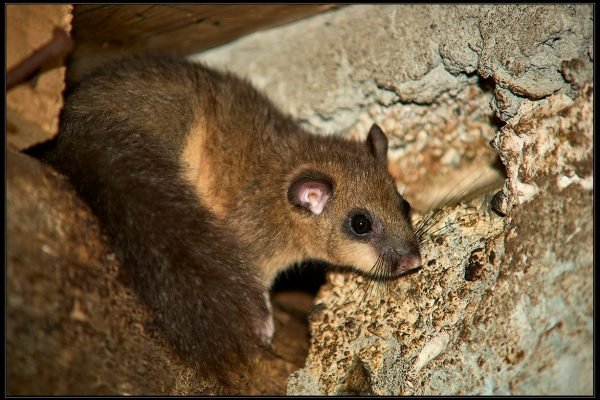 Ghiro (Glis glis)