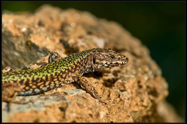 Lucertola muraiola (Podarcis muralis)