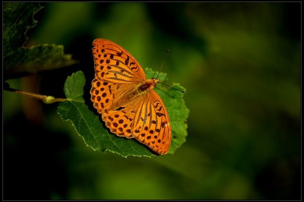 Argynnis paphia