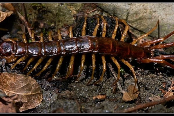 Scolopendra cingulata