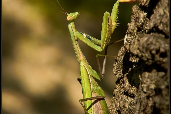 Mantide religiosa (Mantis religiosa)