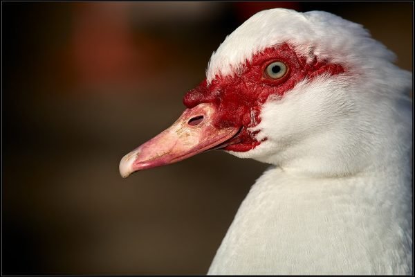 Anatra muschiata – cairina moschata