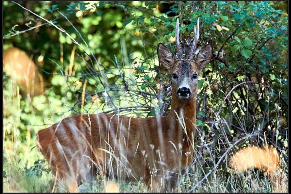 Capriolo – Capreolus capreolus