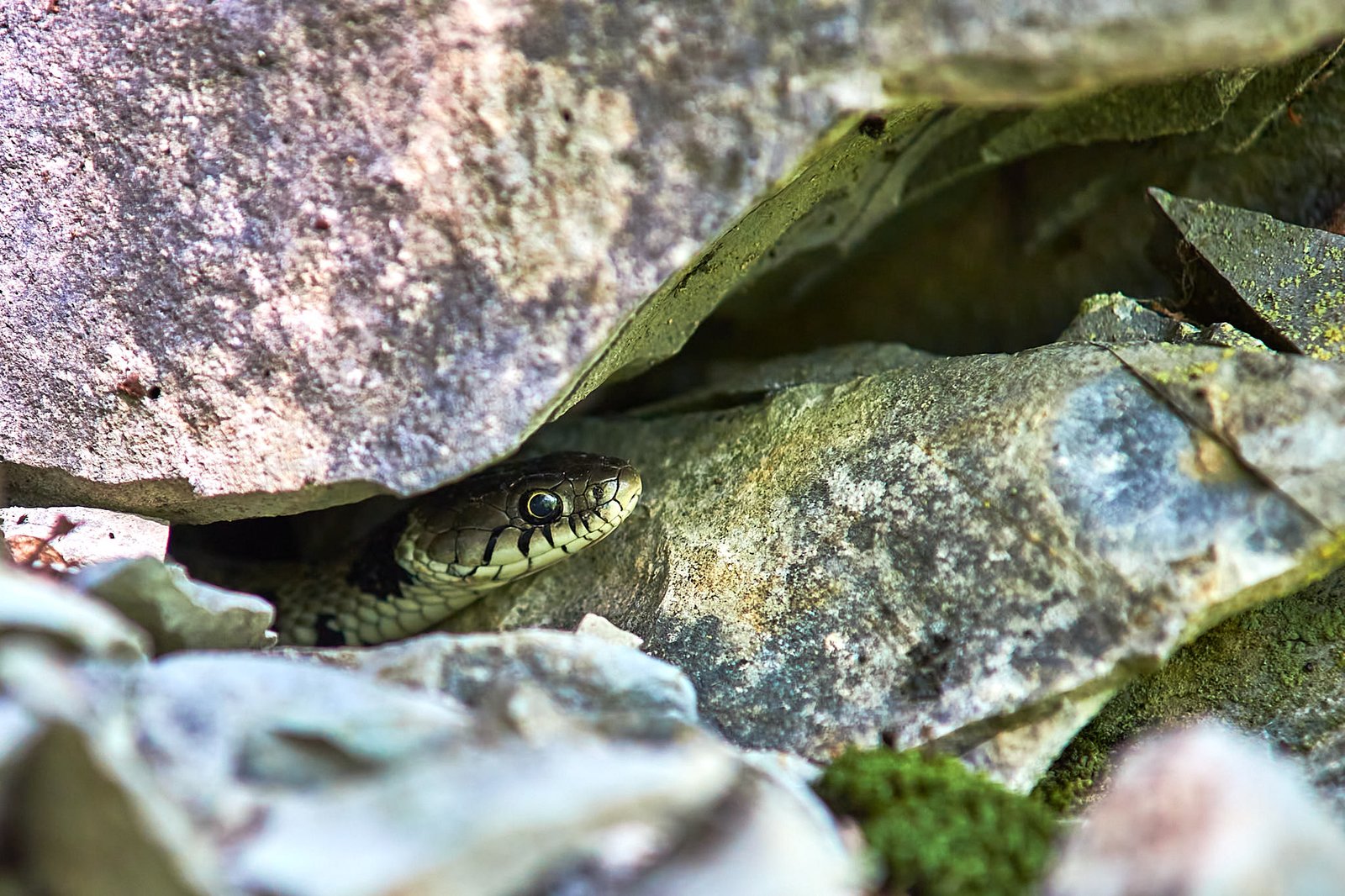 Natrice dal collare (natrix natrix)