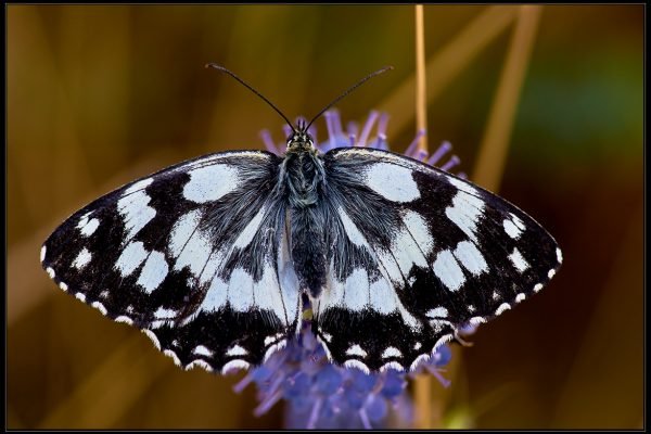 Melanargia galathea