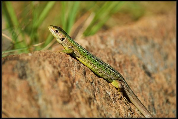 Ramarro orientale (Lacerta bilineata )