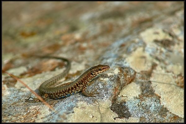 Lucertola muraiola (Podarcis muralis)