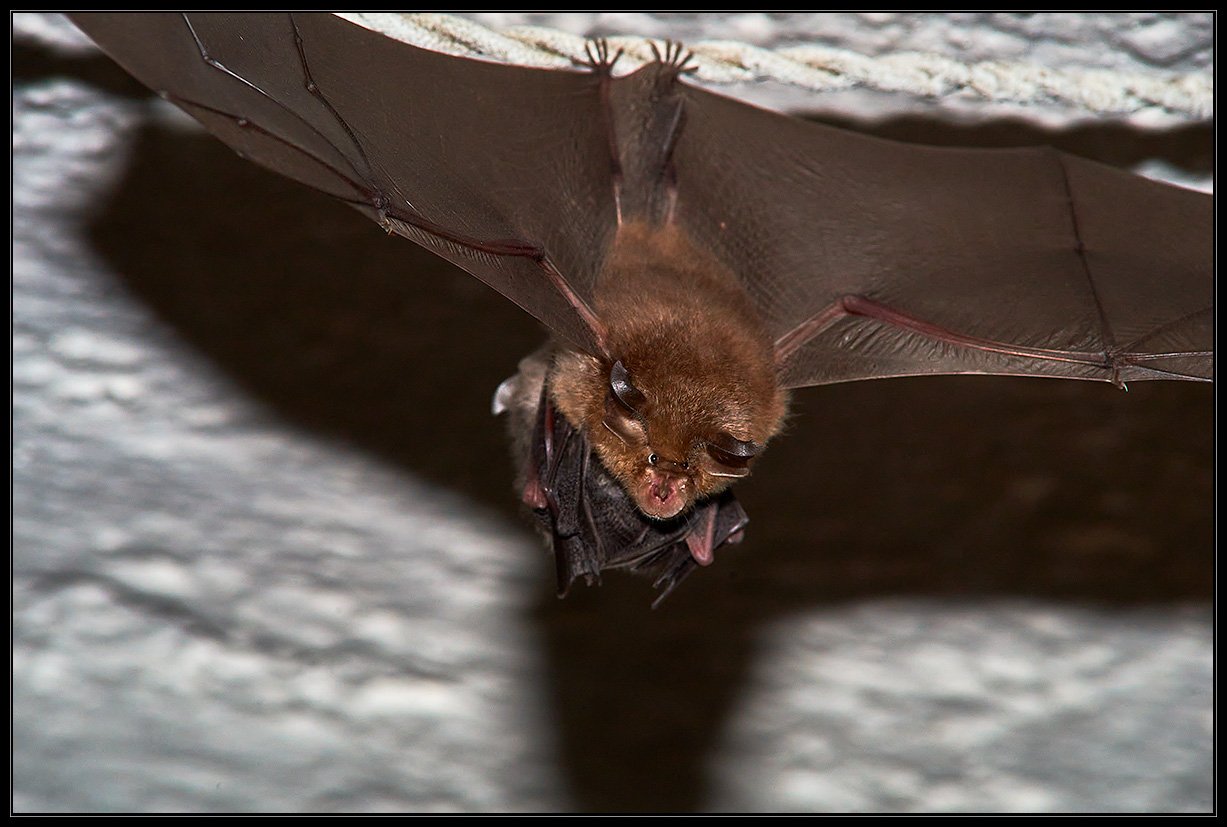 Rinolofo minore (Rhinolophus hipposideros)