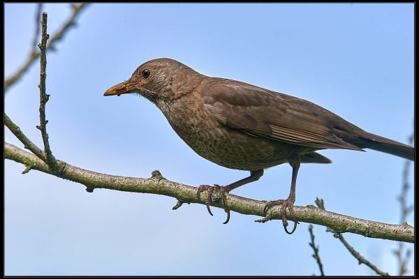 Merlo (Turdus merula)