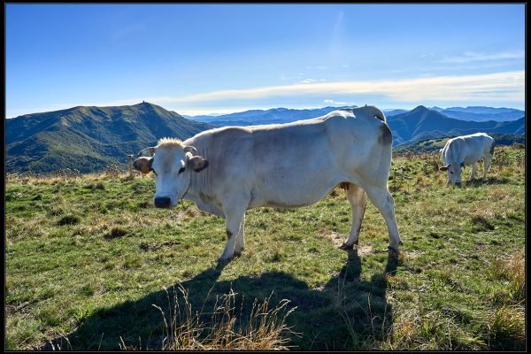 Monte Chiappo – Pascoli Montani