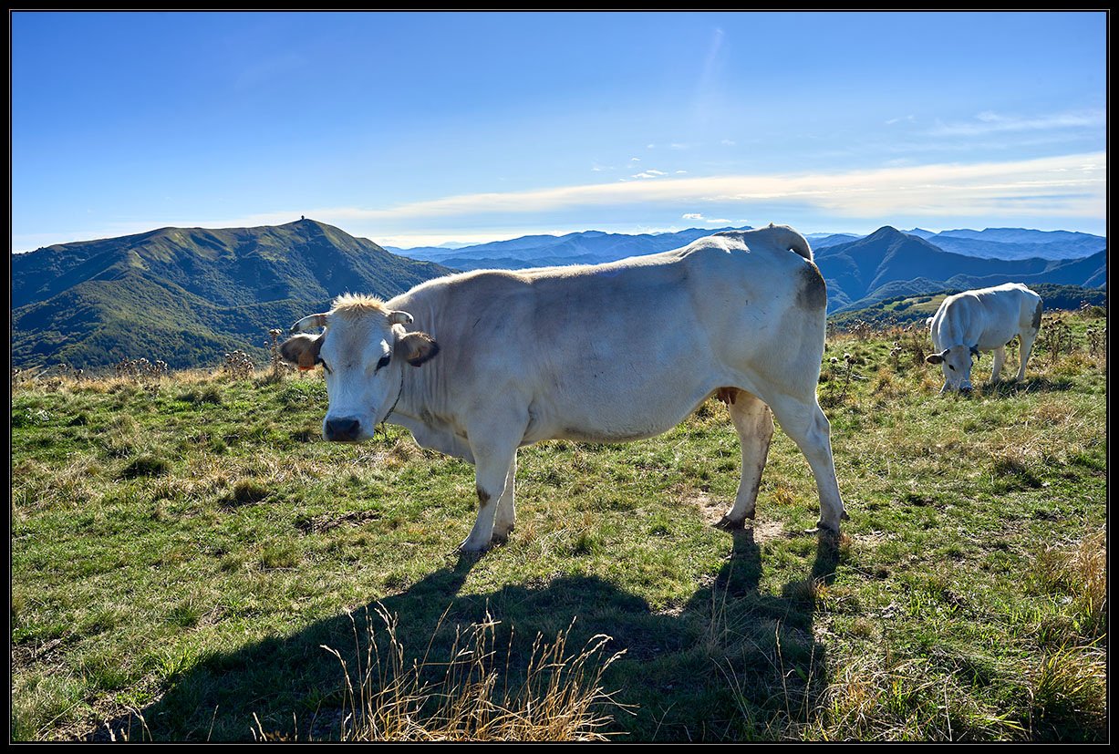 Monte Chiappo – Pascoli Montani