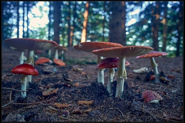 Amanita muscaria