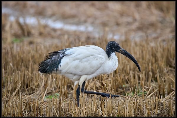 Ibis sacro (Threskiornis aethiopicus)