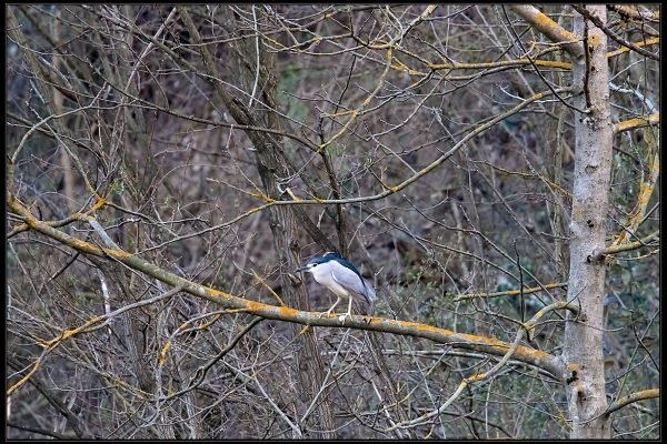 Nitticora (Nycticorax nycticorax)