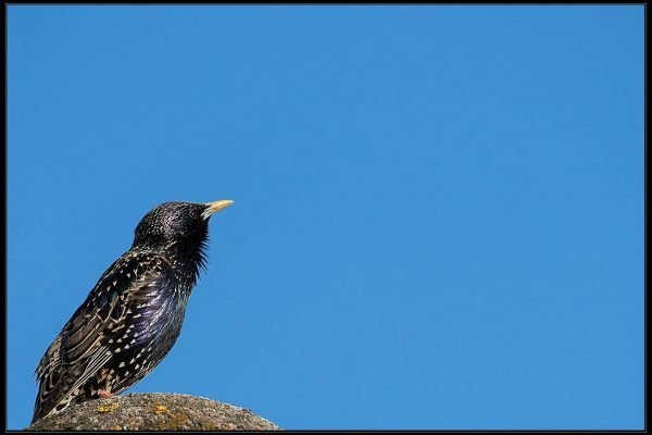 Storno comune (Sturnus vulgaris)