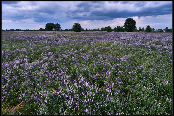 Vicia villosa