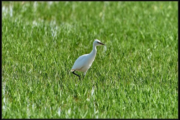 Garzetta (Egretta garzetta)