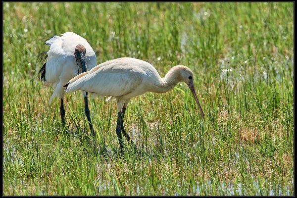 Spatola bianca (Platalea leucorodia)