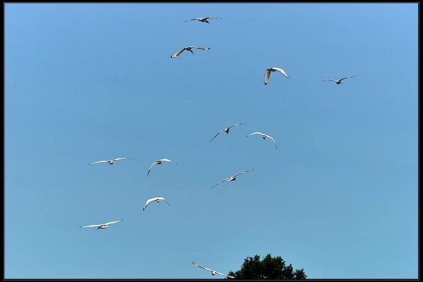 Ibis sacro (Threskiornis aethiopicus)