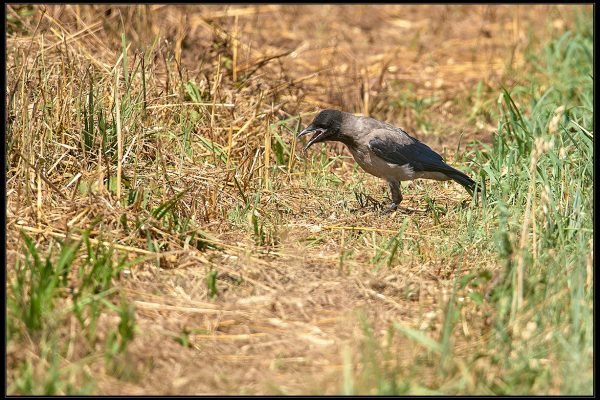 Cornacchia grigia (Corvus cornix)