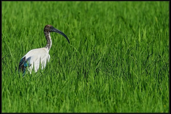 IBIS SACRO (THRESKIORNIS AETHIOPICUS)