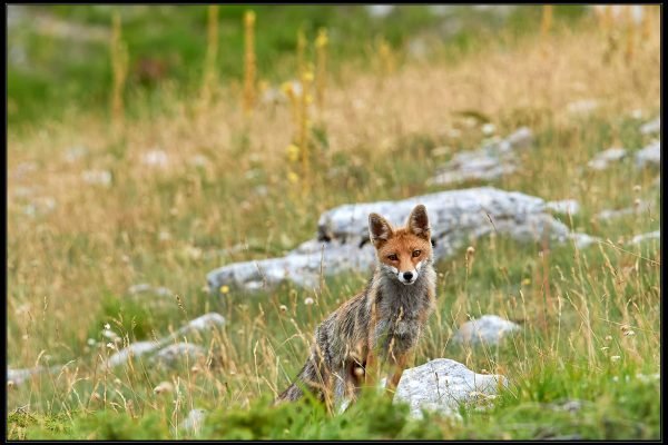 Volpe rossa – Vulpes vulpes