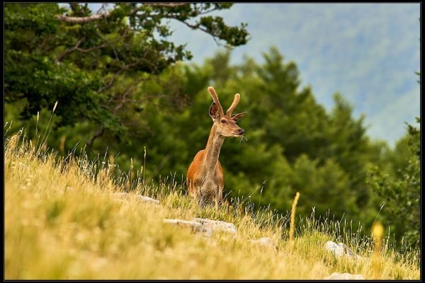 Fototrappola cervo