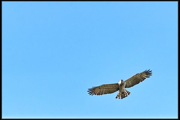 Biancone (Circaetus gallicus)