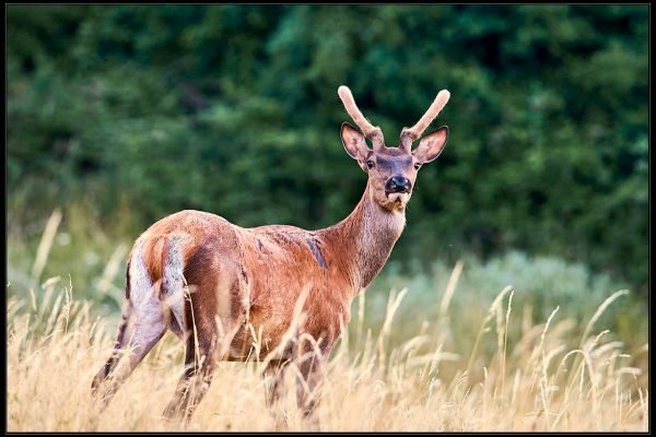 Cervo nobile – Cervus elaphus