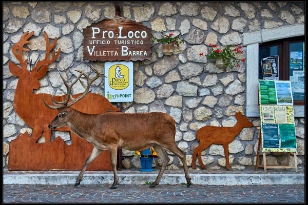 Cervo (Cervus elaphus)