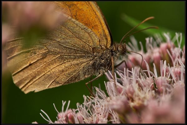 Maniola jurtina