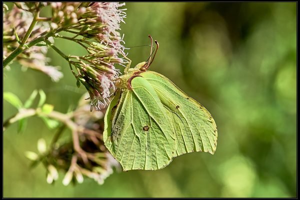 Gonepteryx Rhamni