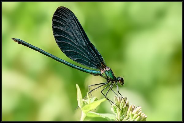 Calopteryx virgo